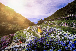 陽明山花季專車3/22開跑!3路線帶你輕鬆賞竹子湖海芋