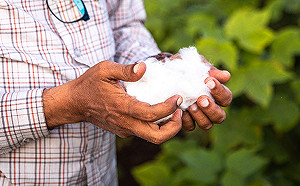 美學校安排「採棉花」體驗黑奴生活 非裔家長痛批 : 種族歧視