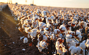 中國越報復它就賣越好! 澳洲棉花價格飆升至10年新高 一半在種植前就已售出