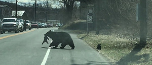 (影) 熊媽媽好忙 帶4小熊過街抓龜走鱉 兩邊汽車排長龍安靜等