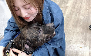 新北混種比特犬斑斑開放認養   認養者須經三關評估