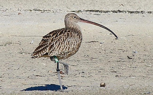 台澳合作鳥事！澳洲嬌客瀕危黦鷸 被拍到台南現蹤