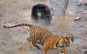 老虎上演「18禁」遇熊媽帶寶寶散步　牠怒罵：小孩不宜啦！