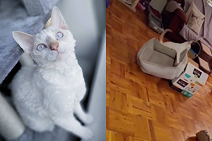 (影)貓咪搬窩想自製「最強床鋪」　網笑：太聰明了喵！