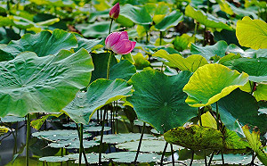 粉嫩花苞搖曳生姿！新北新月橋荷花提早綻放