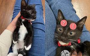 領養到大眼「外星小貓咪」 網融化：天線太可愛了！