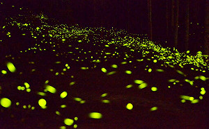 點點螢光漫天飛舞！南投賞螢季4大賞螢區4月登場