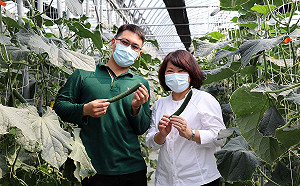 小黃瓜「好瓜造」  嘉義青農獲數位社會創新競賽首獎