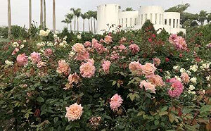 台北玫瑰展倒數一週！部分品種仍含苞待放等待有緣人