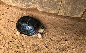 雙北市聯手查緝  沒入4隻一級瀕臨絕種保育類輻射龜