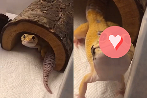 (影)壁虎早上「笑瞇瞇」猛盯主人　歪頭迎接：今天早餐吃什麼？