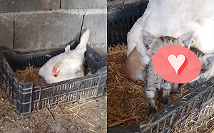 (影)雞舍驚現「喵喵聲」 緊張奴才檢查後超驚訝：你養的？！