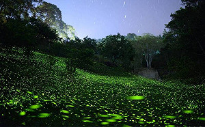 30萬隻螢火蟲點亮最美森林！東勢林場賞螢季4月登場