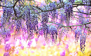 花仙子集合！嘉義5大必訪賞花點大公開