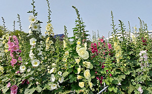 萬株花海齊綻放！員林蜀葵花季絢麗登場