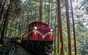 到「國家森林館」生態探索！4大理念38條旅展限定優惠遊程開跑