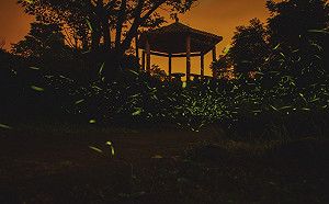 與「火焰蟲」近距離接觸！東眼山夜宿賞螢4/6開放報名