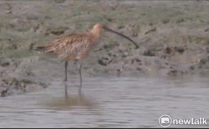 澳洲瀕危黦鷸渡海來台  學甲濕地再添罕見嬌客