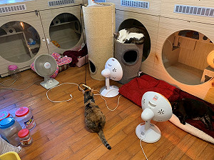 新北強力稽查非法買賣犬貓　籲民眾購買寵物前先停看聽