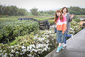 賞花樂無窮   新北萬金杜鵑活動   小孩毛孩都來玩