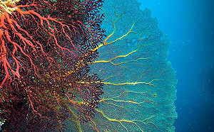 台帛旅遊泡泡今首航！特色服務感受滿滿海島風情