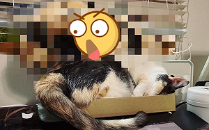 搶不到你也別想好過？三花貓搶無紙盒「直接睡同伴」！