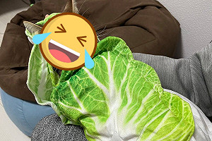 虎斑貓被主人「包白菜捲」　面露無奈：當朕是菜蟲嗎？