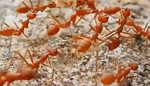 大夥進攻了!  中國多省份遭紅火蟻強勢侵襲！