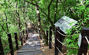 私房秘境避開人潮！台中觀音山步道健行踏青都適合