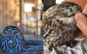 (影)超萌貓頭鷹愛撒嬌　最喜歡奴才「摸這邊」：繼續繼續！