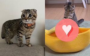 (影)貓咪超愛香蕉窩　「自動去皮」躺進去：有夠蘇湖～