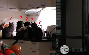 五貓在抽油煙機下仰望燈光　網笑：準備搭太空船回貓星？