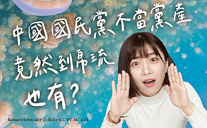 台帛旅遊泡泡有貓膩?  林穎孟:帛琉有中國國民黨不當黨產