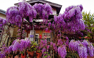 紫藤花大爆發！台中大梨山紫色夢幻之旅
