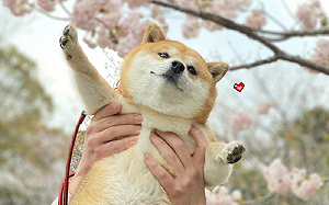 柴柴「燦笑賞櫻」好快樂　超萌畫面融化網：一起飛高高！