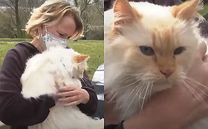 (影)晶片超重要！奴才開心接回「失蹤五年」貓主子：我們需要談談！