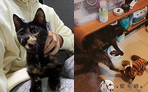 (影)虎娃娃「偷飼料」 貓看見暴怒賞飛踢：竟敢動朕的食物！