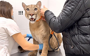 (影)美洲獅梅西健檢　打完針卻躲椅子下：可以回家了嗎？