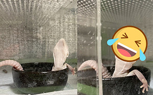 守宮泡澡「頭仰嘴開開」一臉舒服  網笑翻：很懂生活！