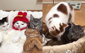 睡窩「客滿狀態」卻見胖貓要躺　苦主貓眼神死：拜託別來