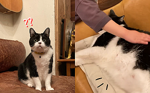 (影)神奇賓士貓看似瘦子　躺下卻長成一片「胖地毯」：角度問題？