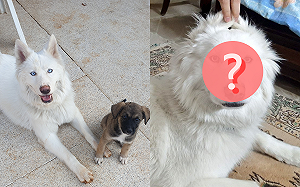 (影)奴才沉迷「一秒變獅子」　白狗面無表情超無奈：玩夠了沒～