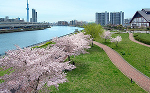 東京櫻花1200年來最早開 CNN : 大災難的前兆