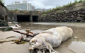 萬里海漂豬驗出非洲豬瘟   新北動保處漏夜啟動移動管制