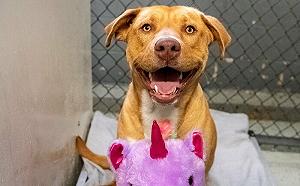 這「小偷」情有獨鍾專門只偷「它」 全美心疼 紛寄紫色獨角獸龍