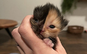 生到「黑白郎君」？寄養媽接獲小奶貓　她一看笑：缺墨水喔！