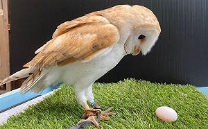 動物園弄錯性別！倉鴞下蛋全場嚇傻