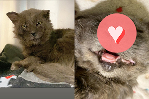 浪貓耳朵缺角模樣超硬派　救援後「形象大變」震驚網：反差萌！