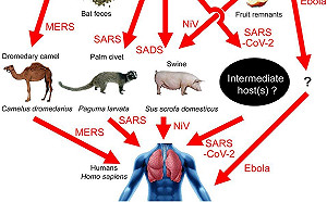 深信武漢實驗室外洩肺炎病毒    潘建志曝真相:找不到中間宿主