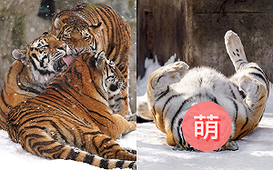 累到不行！虎媽趁孩子跑掉「翻肚」睡大覺：等到這一刻啦！